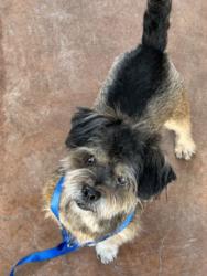 Shelter Stray Male Dog last seen , 14409 Vanowen St, Van Nuys, CA 91405, USA