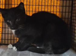 Shelter Stray Male Cat last seen , 14409 Vanowen St, Van Nuys, CA 91405, USA