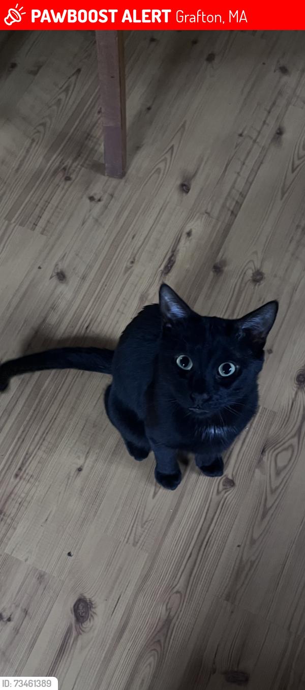 Lost Male Cat last seen Near East St North Grafton, Grafton, MA 01536