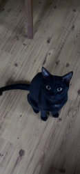 Lost Male Cat last seen Near East St North Grafton, Grafton, MA 01536