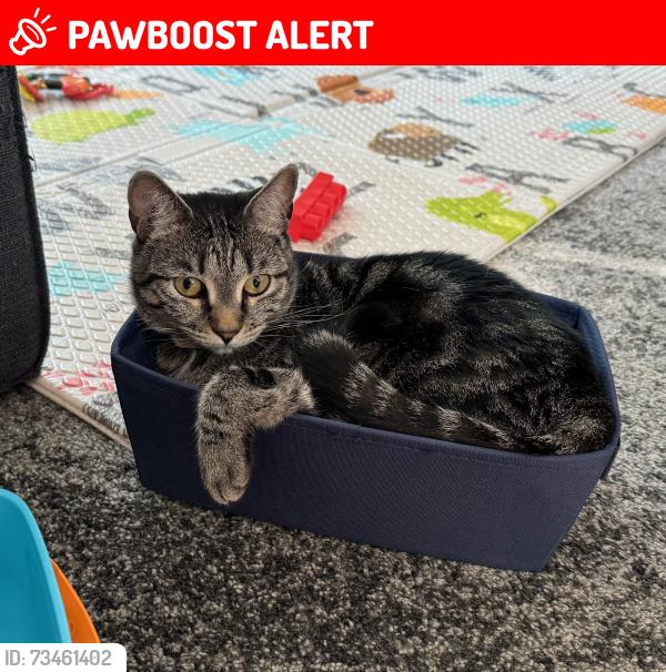 Lost Female Cat last seen NE 195th street and 36th Ave NE, Lake Forest Park, Lake Forest Park, WA 98155