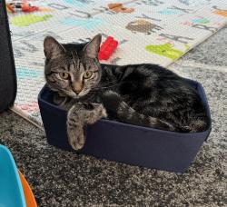 Lost Female Cat last seen NE 195th street and 36th Ave NE, Lake Forest Park, Lake Forest Park, WA 98155