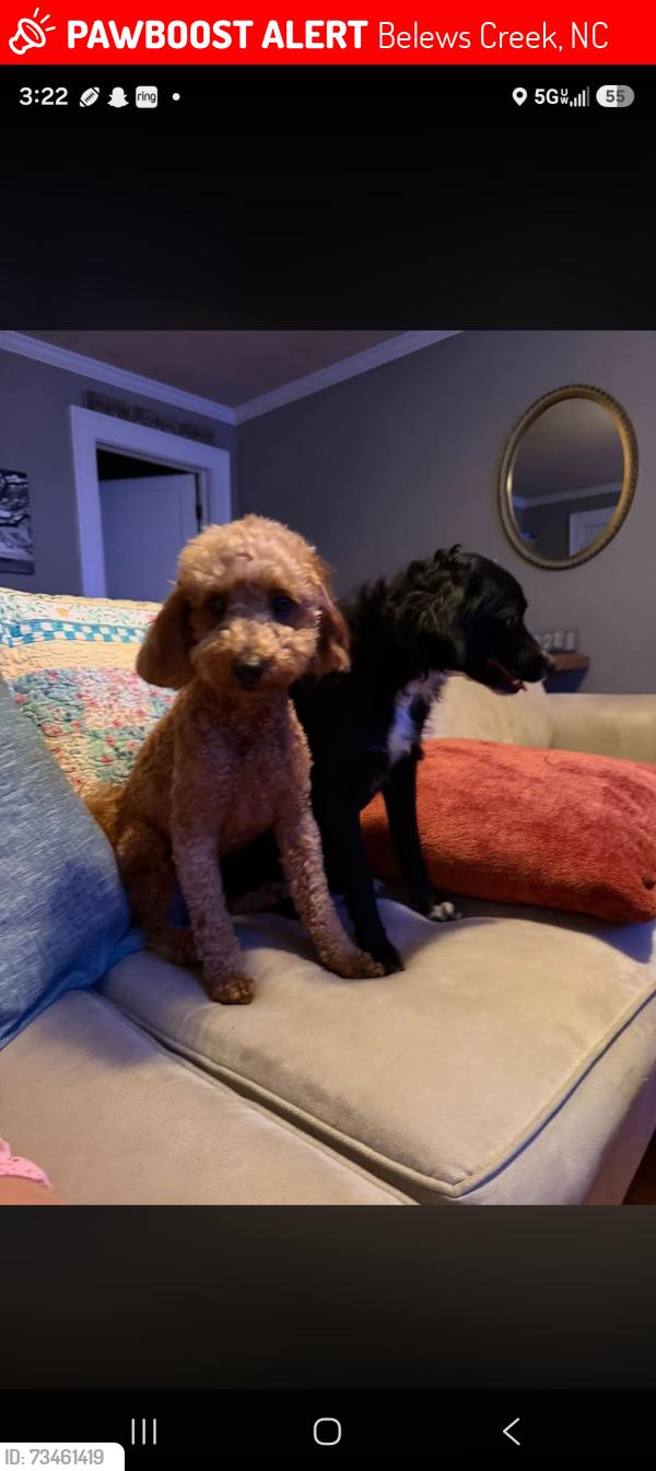 Lost Female Dog last seen Belews creek rd, Belews Creek, NC 27009