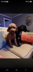 Lost Female Dog last seen Belews creek rd, Belews Creek, NC 27009