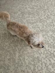 Reunited Unknown Dog last seen Barker Cypress & Tuckerton, Houston, TX 77433