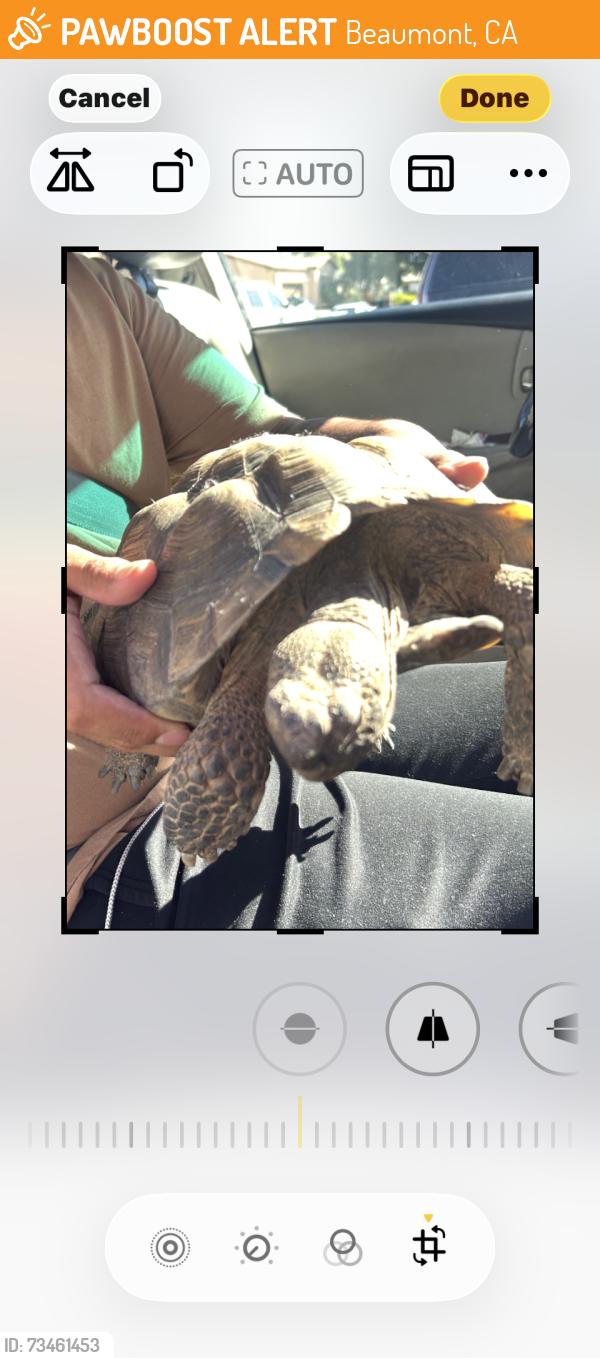Found/Stray Unknown Reptile last seen Meadow brook way, Beaumont, CA 92223