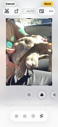 Found/Stray Unknown Reptile last seen Meadow brook way, Beaumont, CA 92223