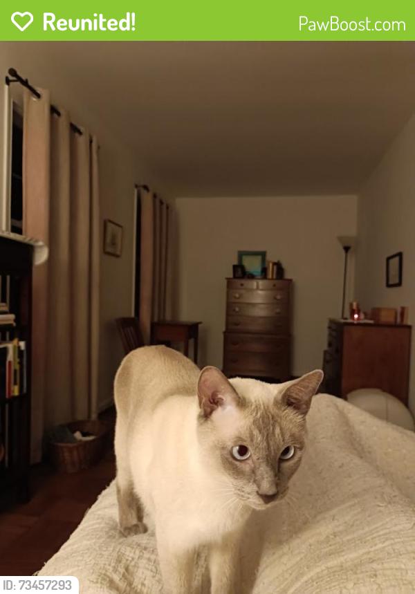 Reunited Male Cat last seen Taunton Place in Rhygate Neighborhood, West Springfield, VA 22152