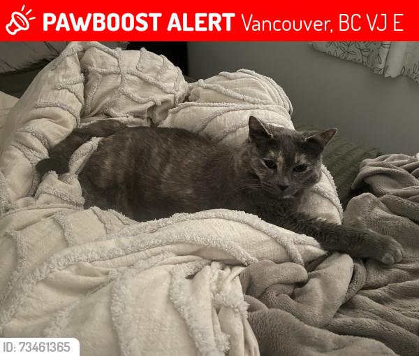 Lost Female Cat last seen Burrard and 12th, last seen in alley between w 12th and w 11th, Vancouver, BC V6J 2E7