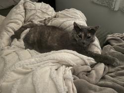 Lost Female Cat last seen Burrard and 12th, last seen in alley between w 12th and w 11th, Vancouver, BC V6J 2E7