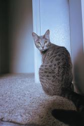 Lost Female Cat last seen 6th st, Lawrence, KS 66044