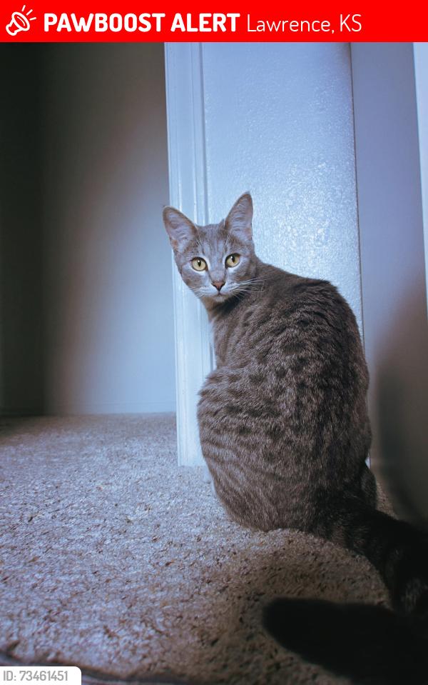 Lost Female Cat last seen 6th st, Lawrence, KS 66044