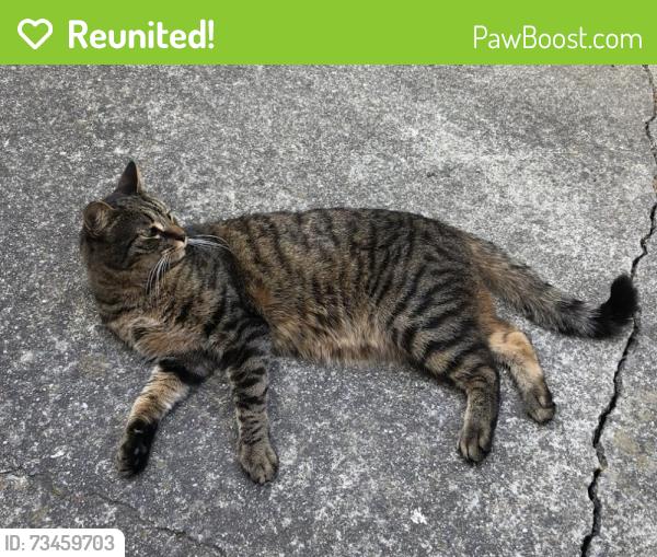 Reunited Female Cat last seen Linden Lane At Valley Lane, Kensington, MD 20895