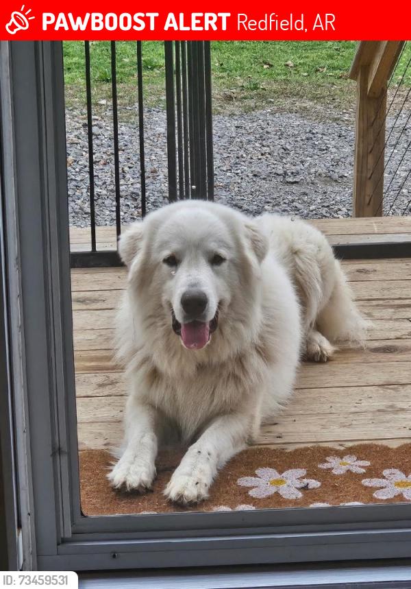 Lost Female Dog last seen HWY 46 and Stagecoach, Redfield, AR 72132