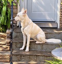 Lost Female Dog last seen Admiral and admiral, Tulsa, OK 74103