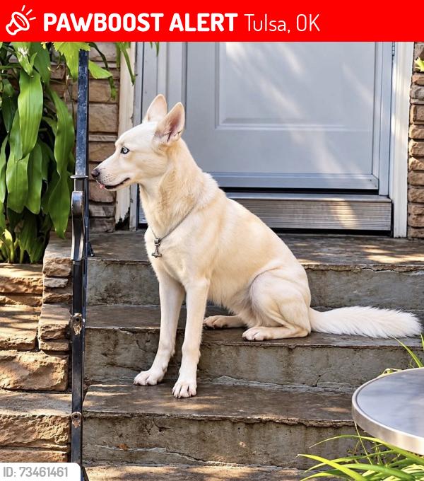 Lost Female Dog last seen Admiral and admiral, Tulsa, OK 74103