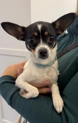 Found/Stray Female Dog last seen Westwind Schoolyard, Richmond, BC V7E 6B2