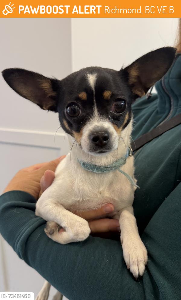 Found/Stray Female Dog last seen Westwind Schoolyard, Richmond, BC V7E 6B2