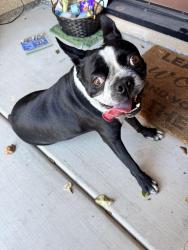 Reunited Unknown Dog last seen Rosedust Glen Drive & 4S Parkway, San Diego, CA 92127