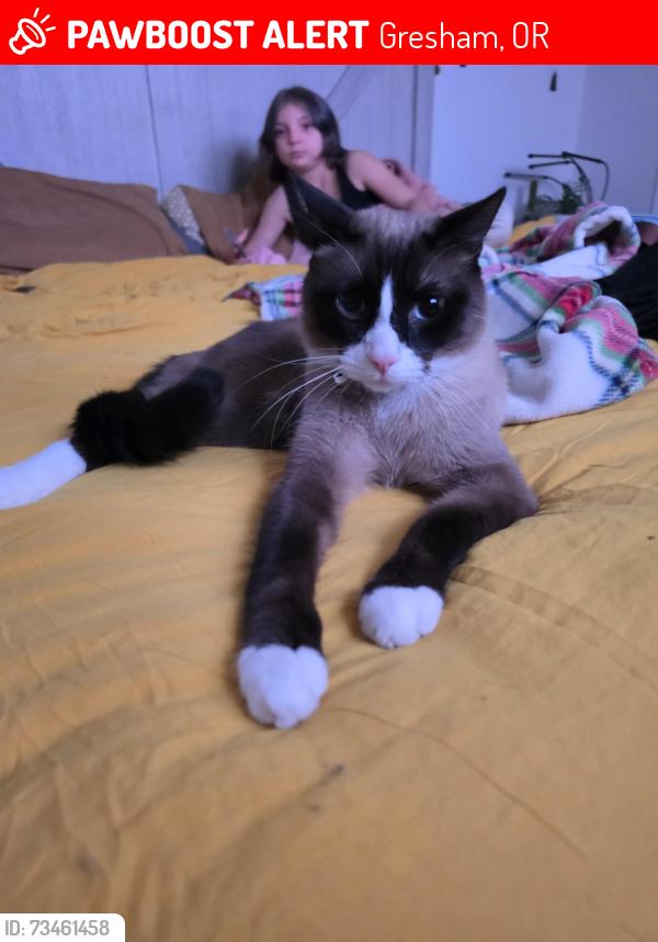 Lost Male Cat last seen Nw 1st and wallula, Gresham, OR 97030