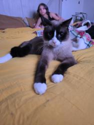 Lost Male Cat last seen Nw 1st and wallula, Gresham, OR 97030