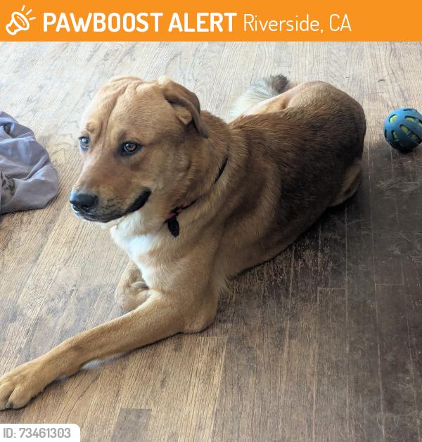 Found/Stray Unknown Dog last seen Riverside and Central, Riverside, CA 92506