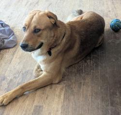 Found/Stray Unknown Dog last seen Riverside and Central, Riverside, CA 92506