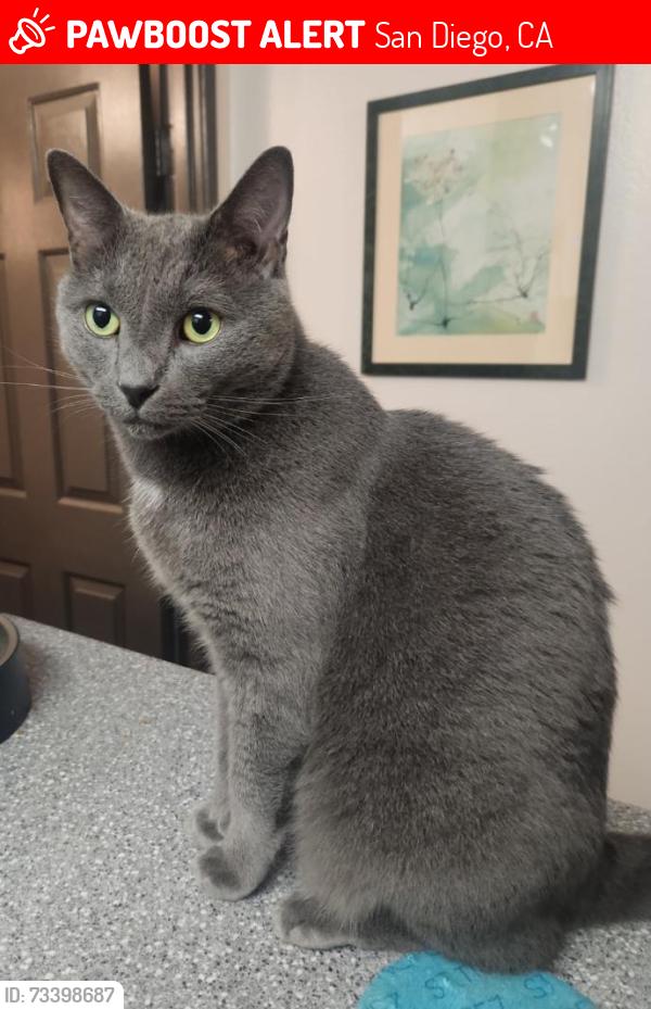Lost Male Cat last seen Calico St and Parkdale Ave, San Diego, CA 92126