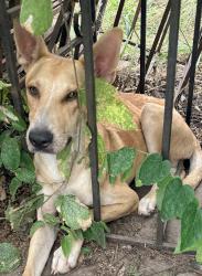 Found/Stray Male Dog last seen El Paso St and S Trinity, San Antonio, TX 78207
