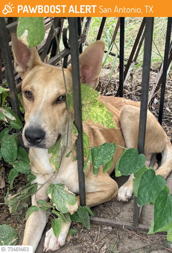 Found/Stray Male Dog last seen El Paso St and S Trinity, San Antonio, TX 78207