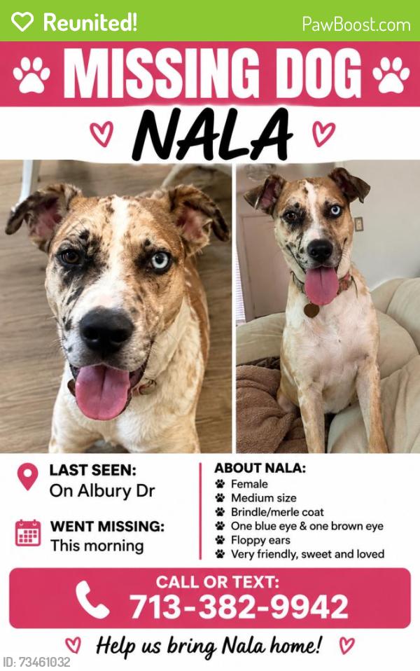 Reunited Female Dog last seen Albury Dr, Houston, TX, USA, Houston, TX 77096