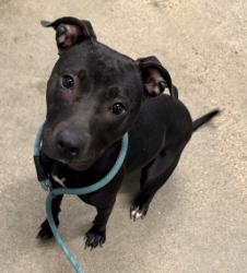 Shelter Stray Female Dog last seen Near E 65, 3rd District, OH, 9203 Detroit Ave, Cleveland, OH 44102, USA