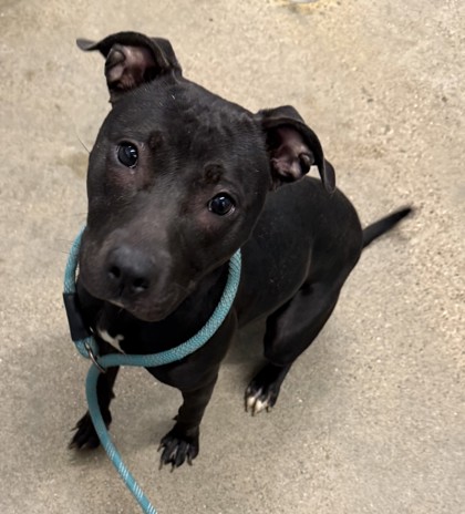 Shelter Stray Female Dog last seen Near E 65, 3rd District, OH, 9203 Detroit Ave, Cleveland, OH 44102, USA