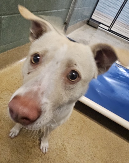 Shelter Stray Male Dog last seen 5th St/ Market St, Oakland, CA, 1101 29th Ave, Oakland, CA 94601, USA