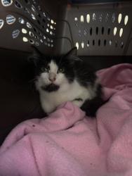 Shelter Stray Female Cat last seen dumped at OAS parking lot with a note, Oakland,, 1101 29th Ave, Oakland, CA 94601, USA
