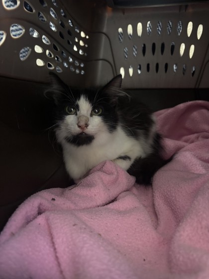 Shelter Stray Female Cat last seen dumped at OAS parking lot with a note, Oakland,, 1101 29th Ave, Oakland, CA 94601, USA