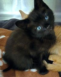Shelter Stray Male Cat last seen Near Bostic, Longview, City of, TX, 303 H G Mosley Pkwy, Longview, TX 75604, USA