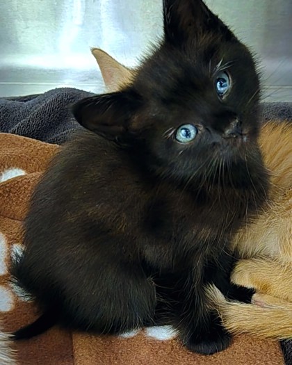 Shelter Stray Male Cat last seen Near Bostic, Longview, City of, TX, 303 H G Mosley Pkwy, Longview, TX 75604, USA