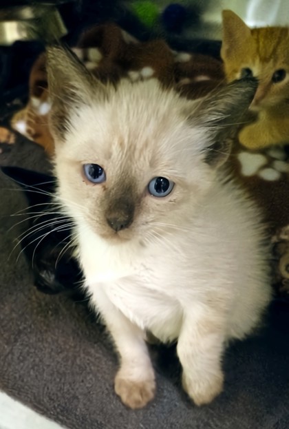 Shelter Stray Male Cat last seen Near Bostic, Longview, City of, TX, 303 H G Mosley Pkwy, Longview, TX 75604, USA