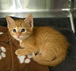Shelter Stray Male Cat last seen Near Bostic, Longview, City of, TX, 303 H G Mosley Pkwy, Longview, TX 75604, USA