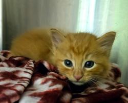 Shelter Stray Male Cat last seen Near Anniversary, Longview, City of, TX, 303 H G Mosley Pkwy, Longview, TX 75604, USA