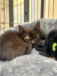 Shelter Stray Female Cat last seen Near south maple st, Fellsmere, FL, 6230 77th St, Vero Beach, FL 32967, USA