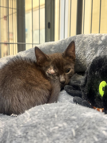 Shelter Stray Female Cat last seen Near south maple st, Fellsmere, FL, 6230 77th St, Vero Beach, FL 32967, USA