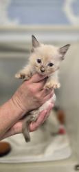 Shelter Stray Female Cat last seen Near 28th ave sw, Vero Beach, FL, 6230 77th St, Vero Beach, FL 32967, USA