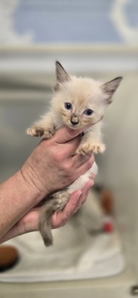 Shelter Stray Female Cat last seen Near 28th ave sw, Vero Beach, FL, 6230 77th St, Vero Beach, FL 32967, USA