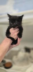 Shelter Stray Female Cat last seen Near 28th ave sw, Vero Beach, FL, 6230 77th St, Vero Beach, FL 32967, USA