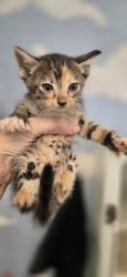 Shelter Stray Female Cat last seen Near 28th ave sw, Vero Beach, FL, 6230 77th St, Vero Beach, FL 32967, USA