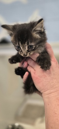 Shelter Stray Male Cat last seen Near 28th ave sw, Vero Beach, FL, 6230 77th St, Vero Beach, FL 32967, USA
