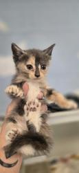Shelter Stray Female Cat last seen Near 28th ave sw, Vero Beach, FL, 6230 77th St, Vero Beach, FL 32967, USA