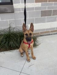 Shelter Stray Female Dog last seen Near Park Ave SE, Atlanta, GA, 1251 Fulton Industrial Blvd NW, Atlanta, GA 30336, USA